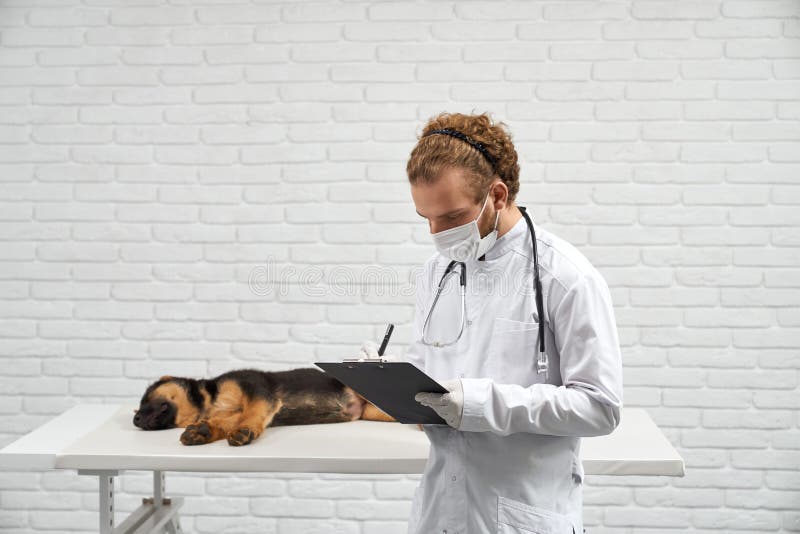 Male Vet Holding Folder Making Notes Near Sleeping Pedigree Puppy in Clinic.  Stock Photo - Image of puppy, standing: 247907900