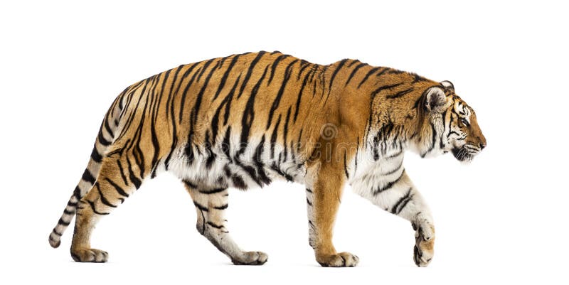Side view of a walking tiger, big cat, isolated