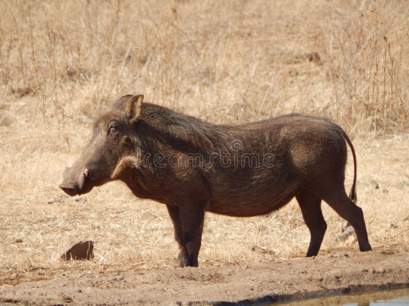 https://thumbs.dreamstime.com/b/side-view-waterhog-its-natural-habitat-side-view-waterhog-its-natural-habitat-268081461.jpg