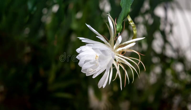 Dama da noite, The lady of the night flower produces a uniq…