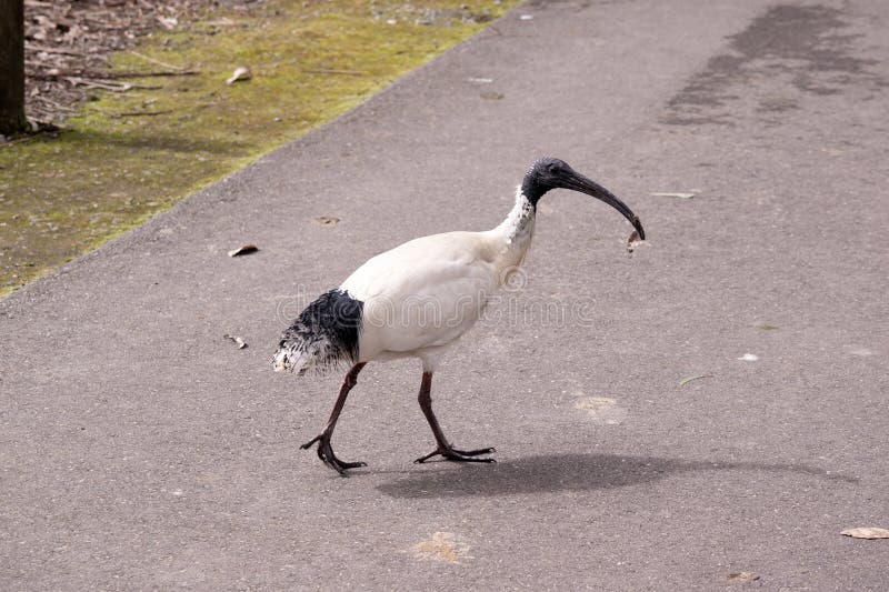 Austrálsky biely je podľa s biely perie perie čierny hlava, krk, nohy.