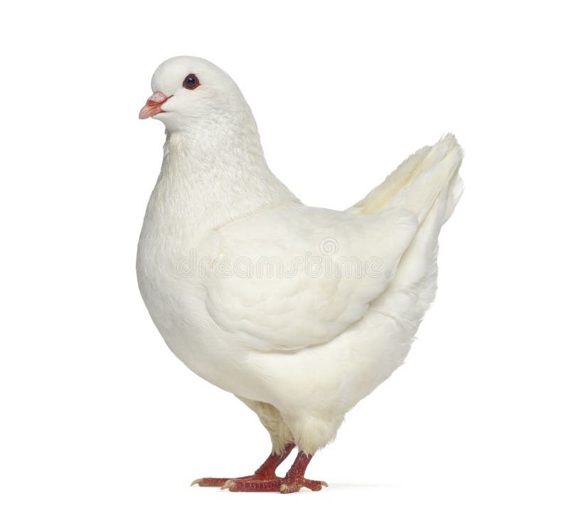 Side View of a White King Pigeon Stock Photo Image of people