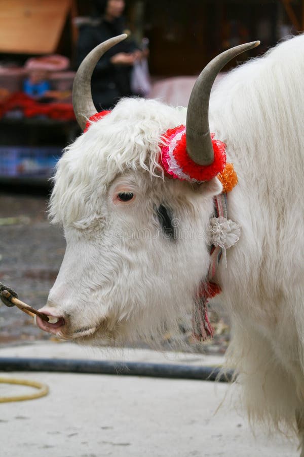 Side view of white yak stock photo. Image of rural, horn - 22194746