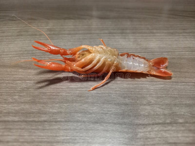 Side View of Young Lobster Upside Down Stock Image Image of food
