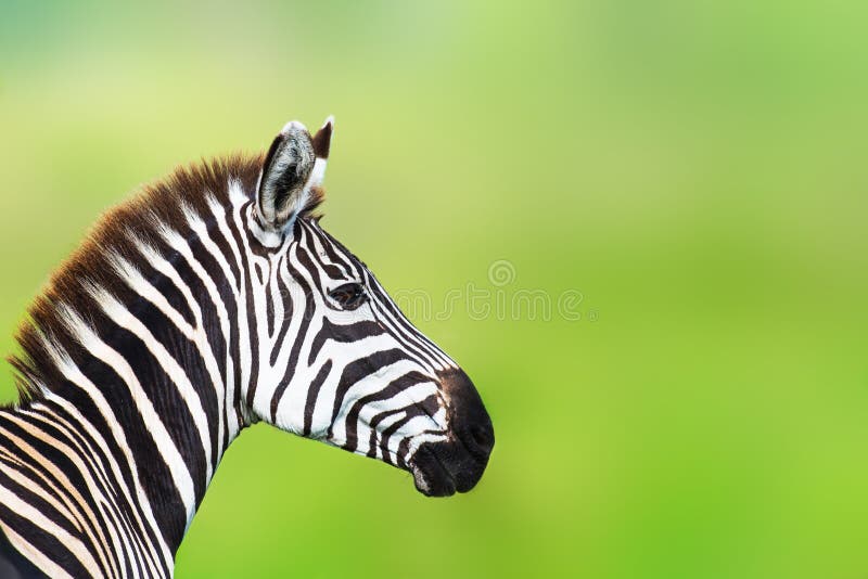 Side View of Zebra Head Against Unfocused Green Background Stock Photo -  Image of profile, tanzania: 173054076