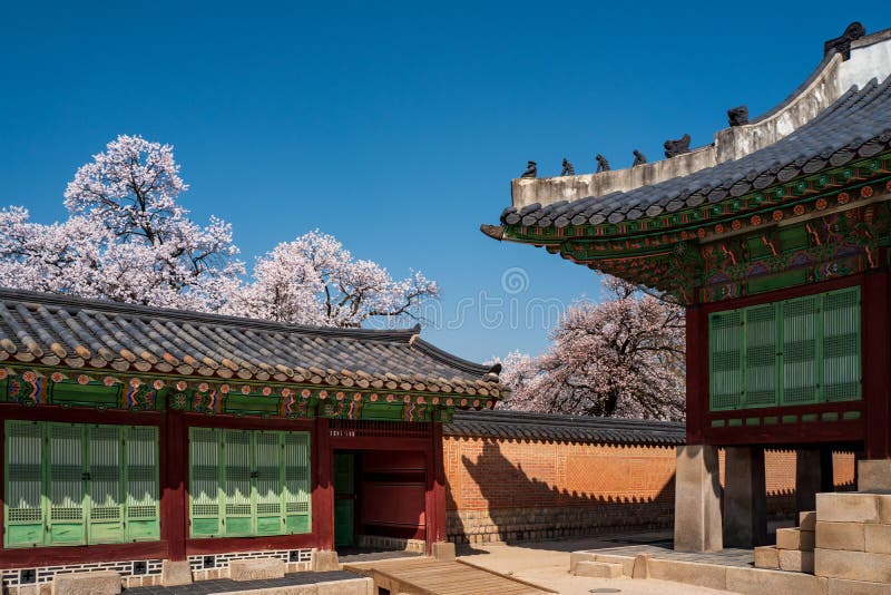Side wall of Jagyeongjeon court in Gyeongbokgung Palace with Cherry blossoms, Seoul, South Korea royalty free stock photo Side wall of Jagyeongjeon court in Gyeongbokgung Palace with Cherry blossoms, Seoul, South Korea royalty free stock photo