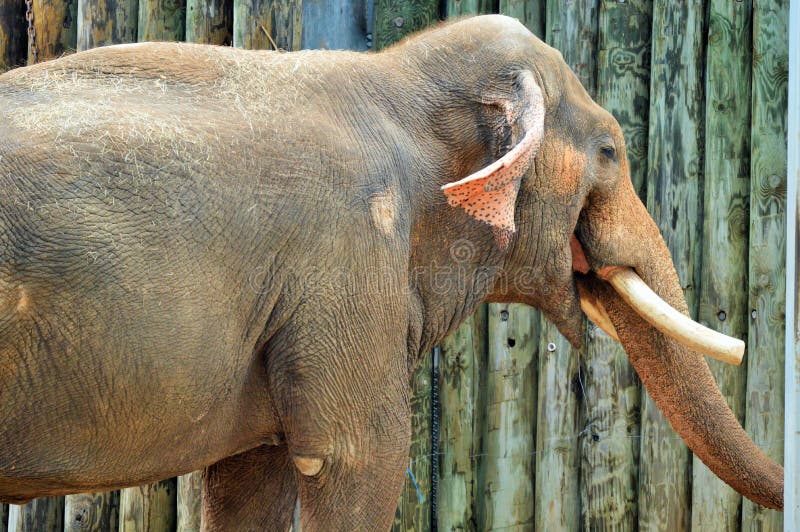 Sideview de un elefante