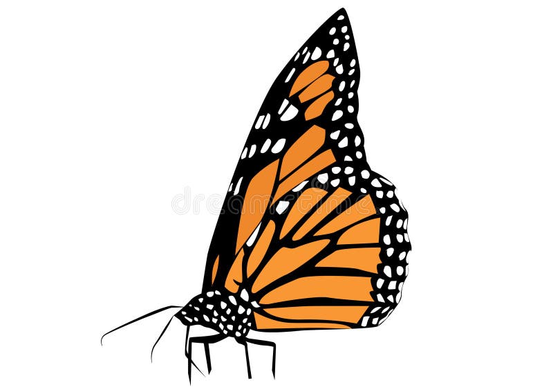Sideview of Monarch Butterfly Vector on Whit Background Stock Image -  Illustration of background, black: 225342535