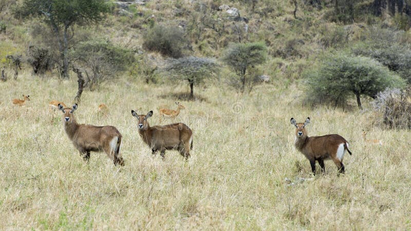 Sideview 3 Waterbuck стоя в траве с головами подняло с импалой 4 на заднем плане стоковое изображение Sideview 3 Waterbuck стоя в траве с головами подняло с импалой 4 на заднем плане стоковое изображение