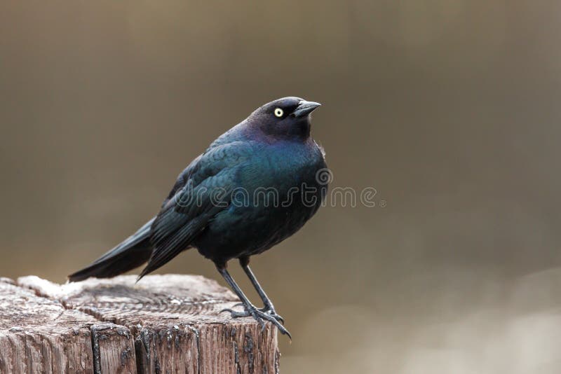 A brewer`s blackbird is perched on a post in Hauser, Idaho. A brewer`s blackbird is perched on a post in Hauser, Idaho.