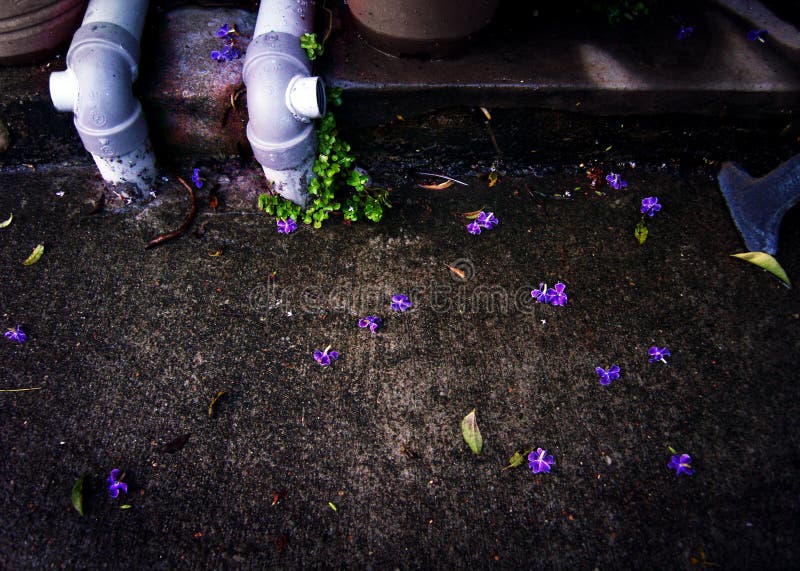 Sidewalk and fallen purple flower petals