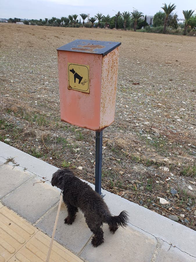 Sidewalk Garbage Can for Dog Feces Stock Photo Image of wildlife, feces 201972136
