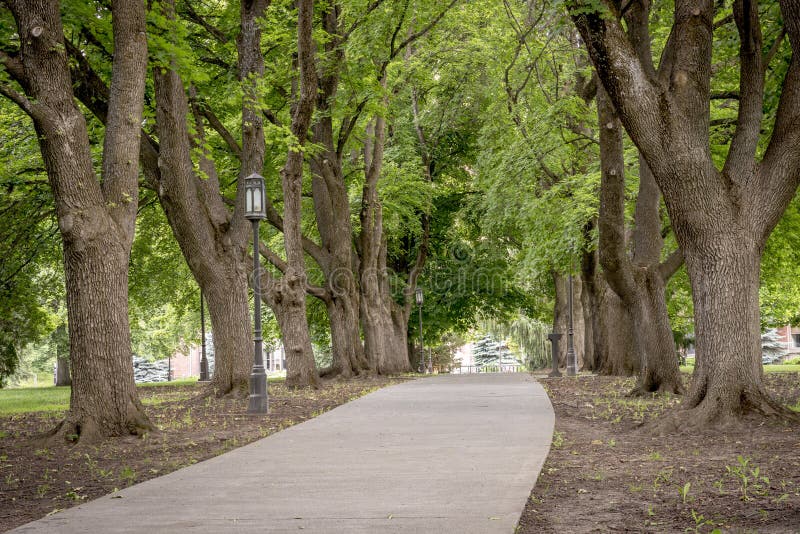 Sidewalk lined with trees in an Idaho park royalty free stock photos