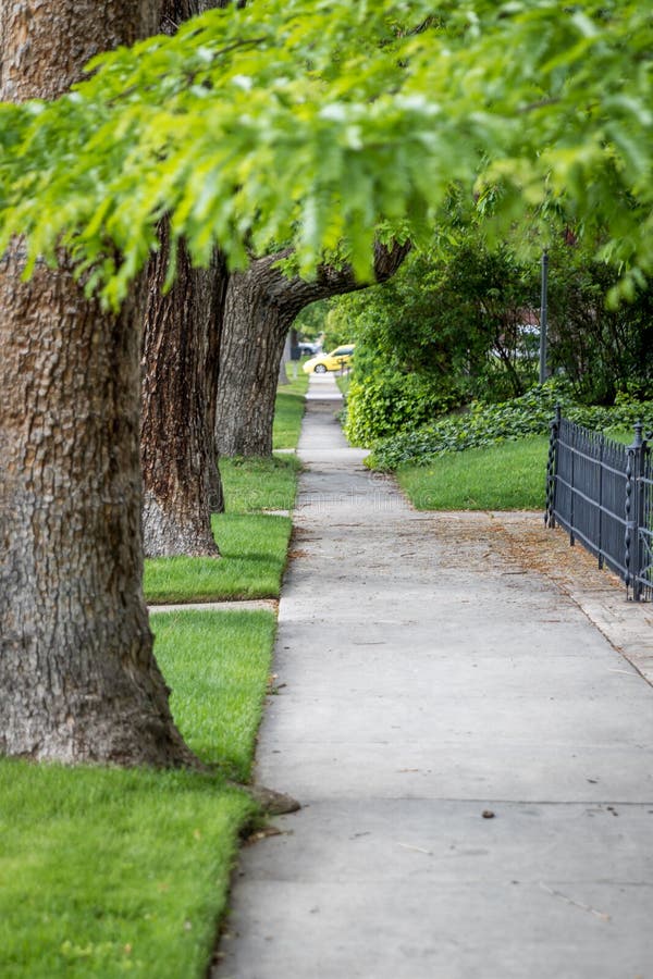 Sidewalk in Tree Lined Neighborhood Stock Image Image of lined