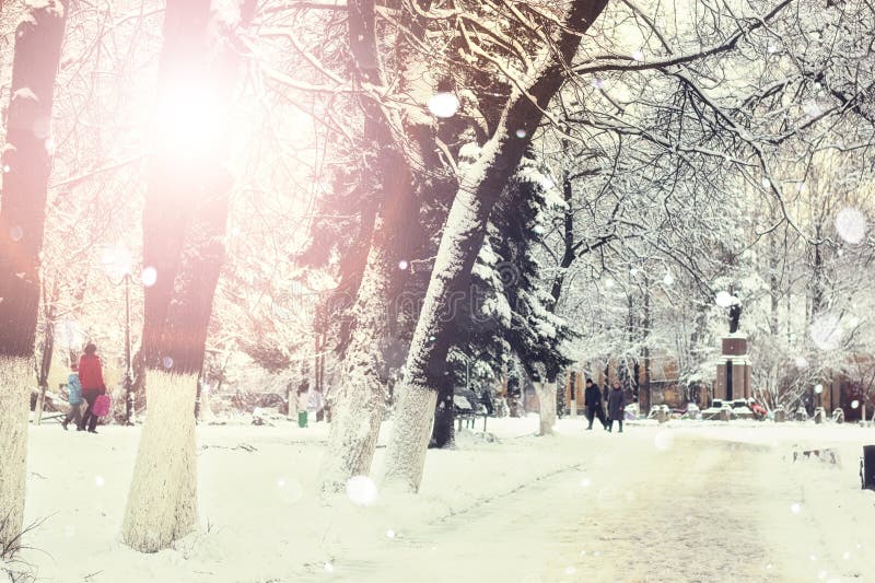 Sidewalk Winter Trees Branches Stock Photo - Image of pattern, scene ...