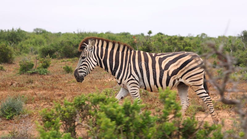 Sideway tracking van eenzebra die tussen vegetatie loopt. afrikaans dier in het wild. safari park zuid - afrika