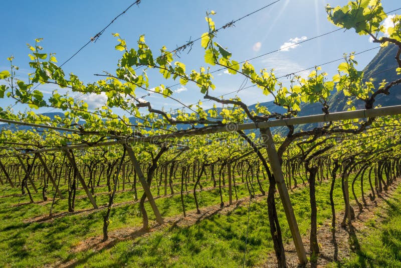 Sidor för barngräsplananbud av druvor på en bakgrund av blå himmel i vår Vingård i Springtime royaltyfria bilder Sidor för barngräsplananbud av druvor på en bakgrund av blå himmel i vår Vingård i Springtime royaltyfria bilder
