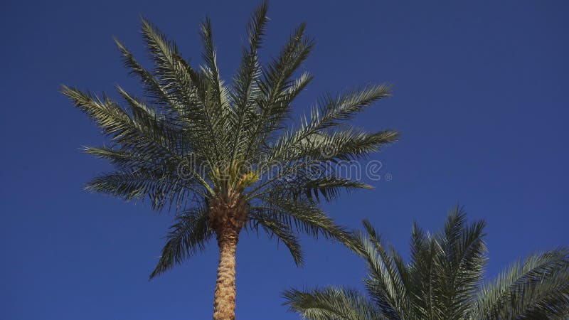 Sidor på palmträduppståndelse från vinden