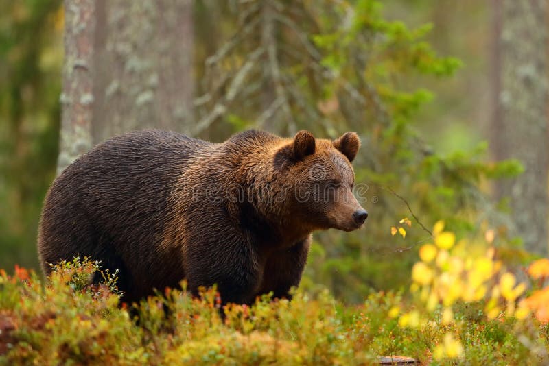 Sidosikt av en brunbjörn i en skog i nedgångsäsong arkivbilder