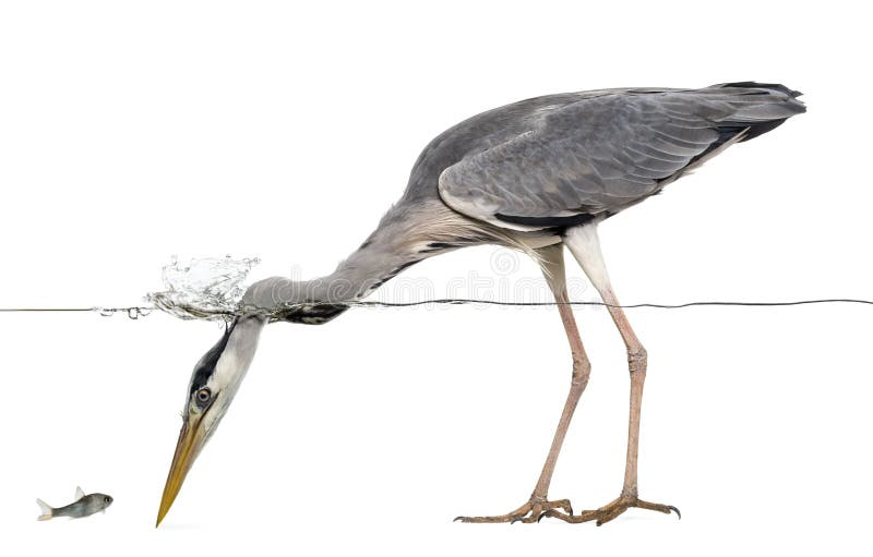 Sidosikt av en Grey Heron som ser en fisk, under vatten royaltyfri fotografi