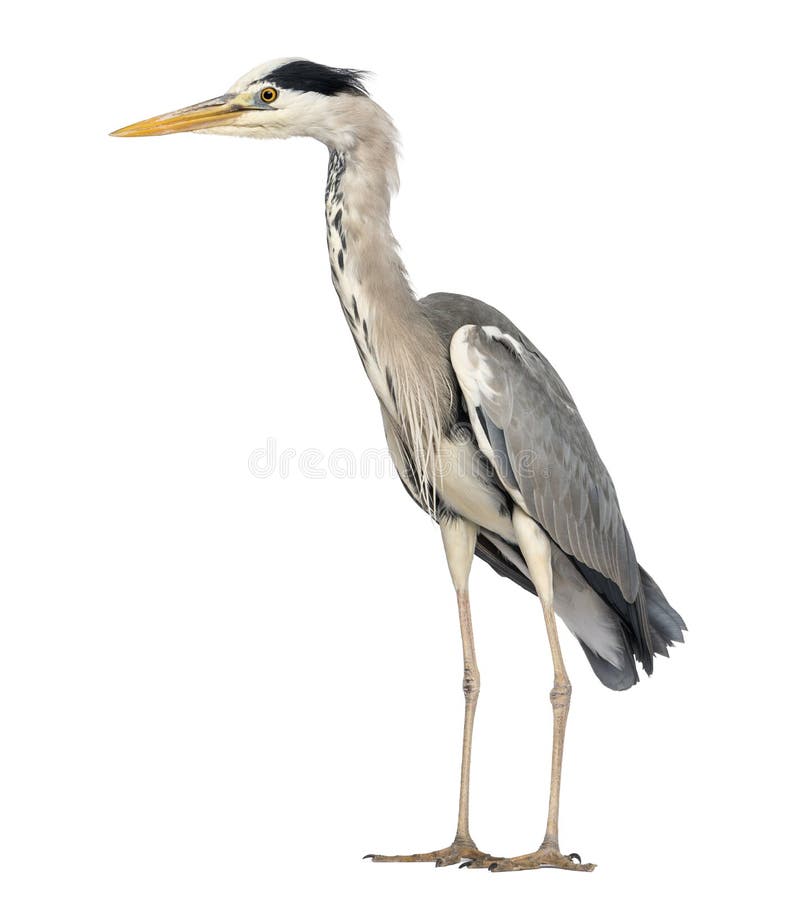Sidosikt av ett Grey Heron anseende, Cinerea Ardea royaltyfri bild