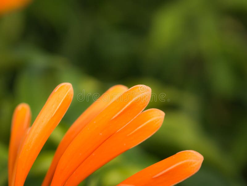 Sidosikt av orange blomma för trumpetblommor arkivbilder Sidosikt av orange blomma för trumpetblommor arkivbilder