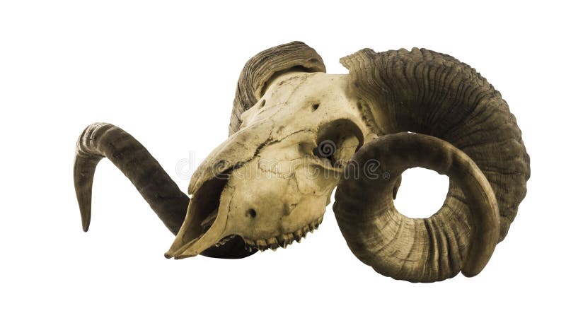 Sidosikt av RAMskallen med stora horn som isoleras på vit arkivbilder Sidosikt av RAMskallen med stora horn som isoleras på vit arkivbilder