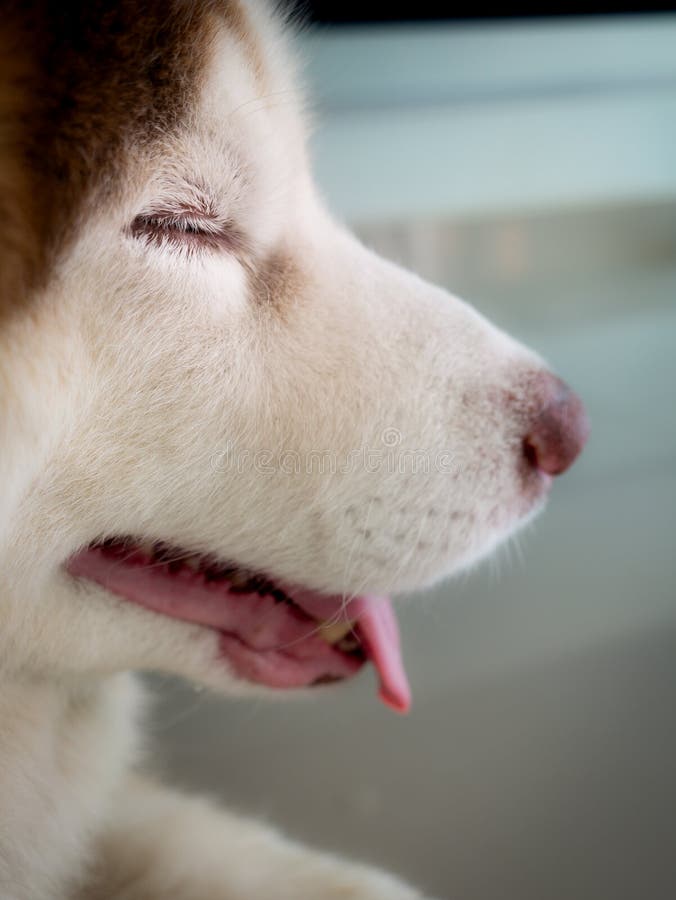 Sidosikt av siberianen Husky Face Crouching arkivbilder Sidosikt av siberianen Husky Face Crouching arkivbilder