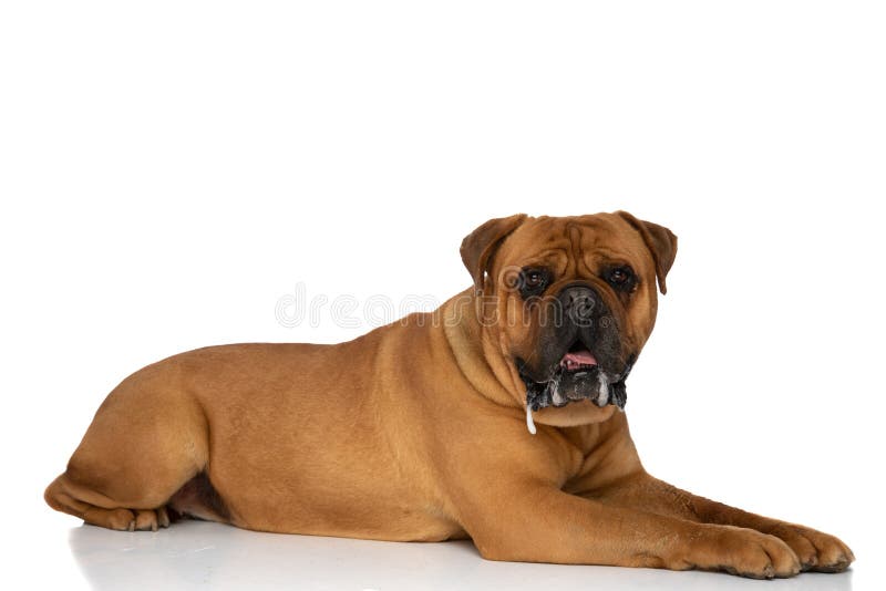 Side view of cute bullmastiff dog laying down, panting and drooling on white background in studio. Side view of cute bullmastiff dog laying down, panting and drooling on white background in studio