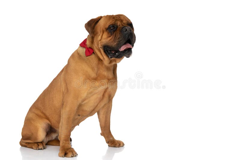 Side view of cute bullmastiff puppy with red bowtie panting and looking to side while sitting on white background. Side view of cute bullmastiff puppy with red bowtie panting and looking to side while sitting on white background