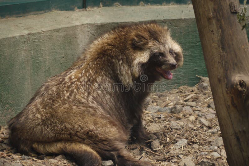 Siedzieć na skałach jest niezwykłym puszystym zwierzęciem, bawić się przy zoo widownią obrazy stock Siedzieć na skałach jest niezwykłym puszystym zwierzęciem, bawić się przy zoo widownią obrazy stock