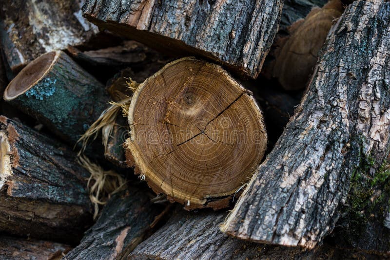 Siekający drewno w gospodarstwie rolnym Drewniany przemysł obraz stock Siekający drewno w gospodarstwie rolnym Drewniany przemysł obraz stock