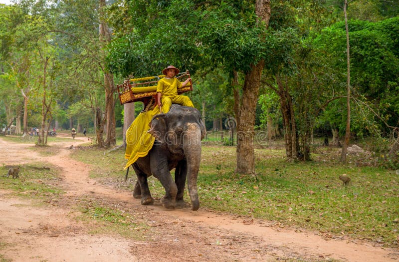 Siem Reap, Камбоджа - 28-ое марта 2018: Человек в традиционных камбоджийских одеждах едет слон в лесе стоковое изображение Siem Reap, Камбоджа - 28-ое марта 2018: Человек в традиционных камбоджийских одеждах едет слон в лесе стоковое изображение