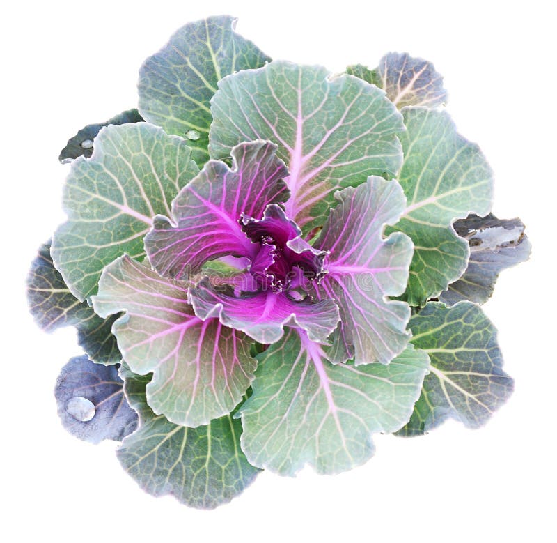 Sierdieboerenkool op wit wordt geïsoleerd Decoratieve kool stock afbeelding Sierdieboerenkool op wit wordt geïsoleerd Decoratieve kool stock afbeelding