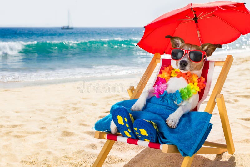 Siesta del perro en silla de playa