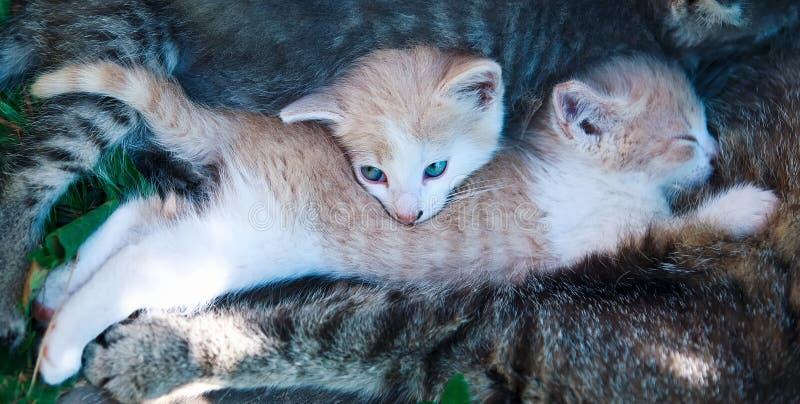 Siestabruderschafts-Sommertag der Katze hübscher relax stockfotos