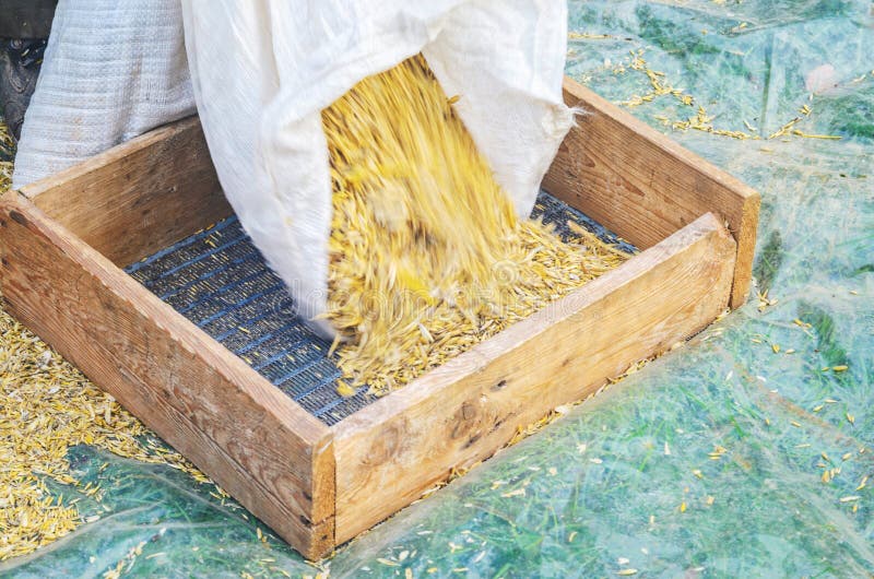 Sifting the Grain through the Sieve by Hand Stock Photo Image of