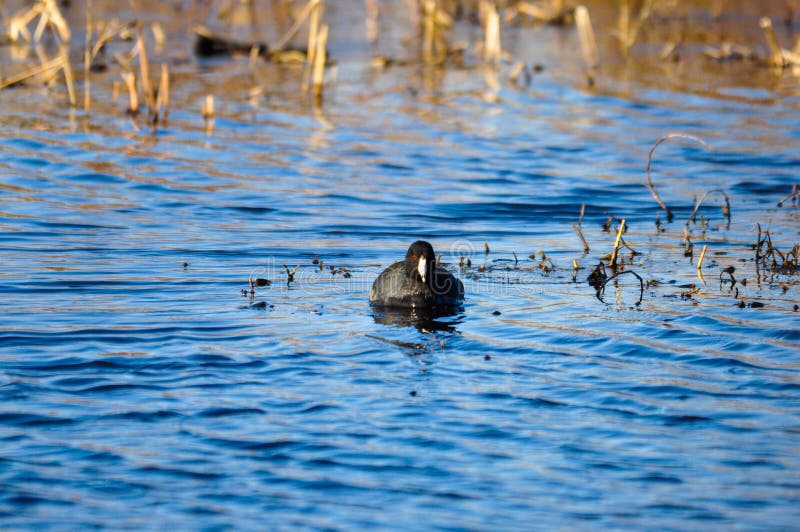 Sig. coot immagini stock Sig. coot immagini stock