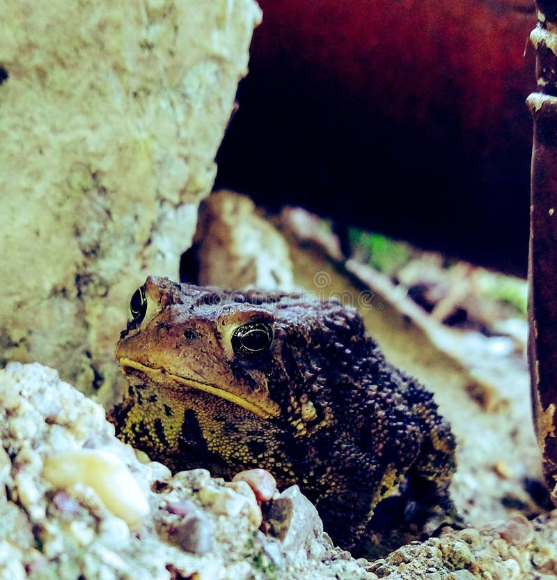 Photo of a backyard American Toad taking shelter in some rocks. Photo of a backyard American Toad taking shelter in some rocks