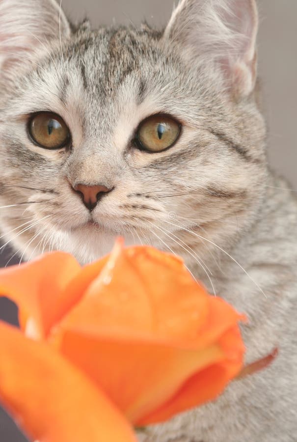 Sight of a grey cat and orange rose