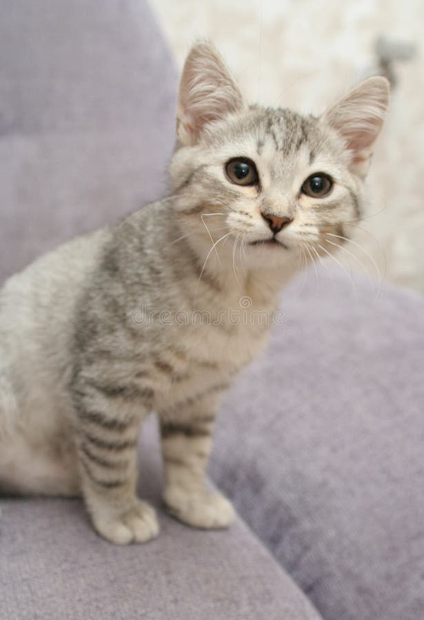 Sight of a small grey kitten