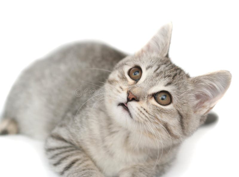 Sight of a small grey kitten