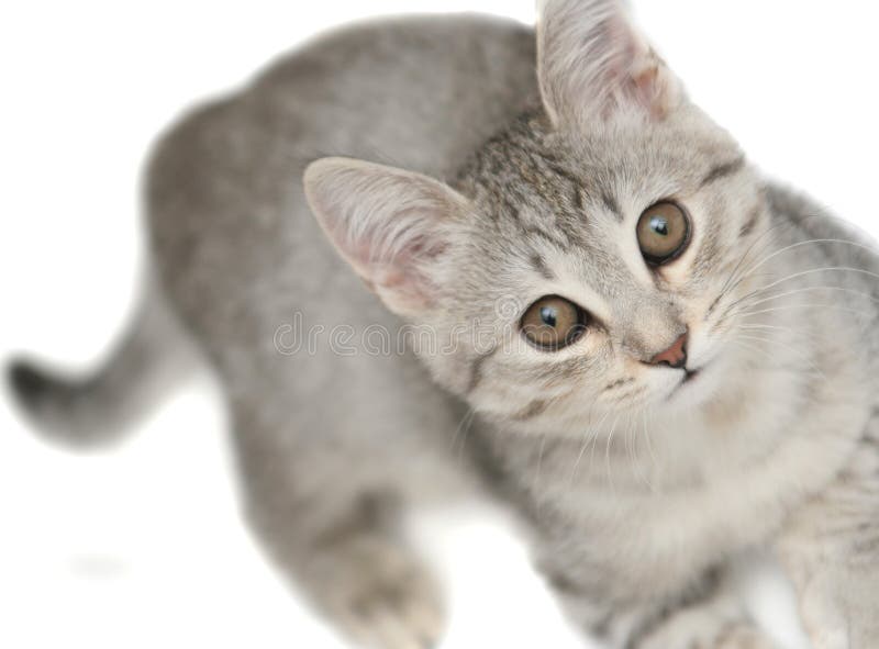 Sight of a small grey kitten