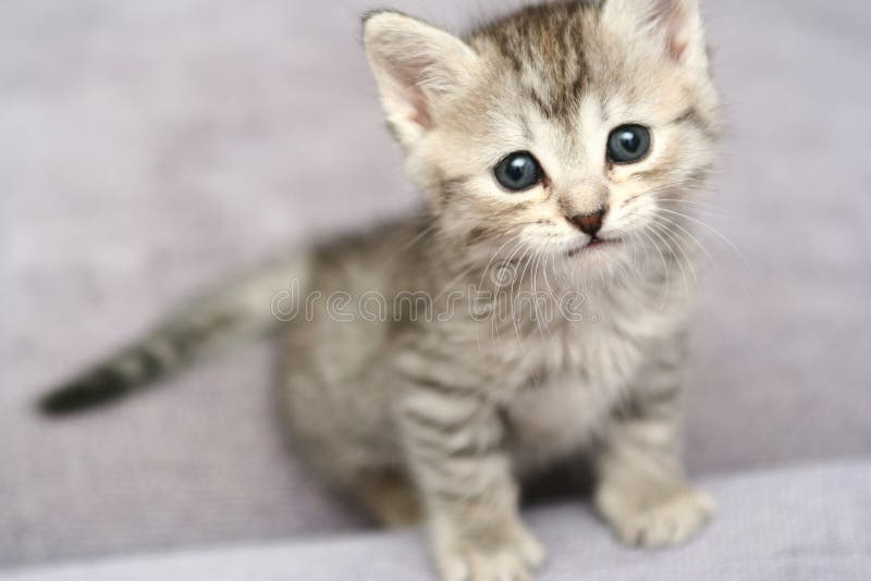 Sight of a small grey kitten