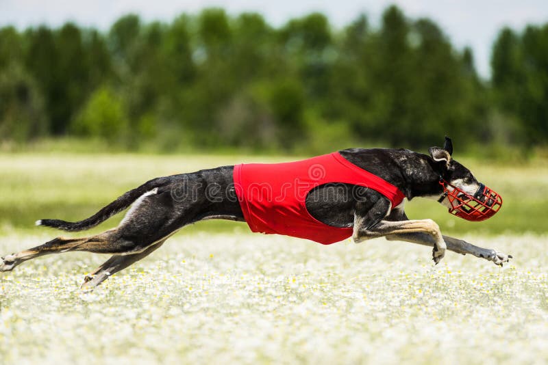 Sighthounds lure coursing competition at chamomile field. Sighthounds lure coursing competition at chamomile field