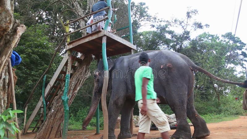 SIGIRIYA, ШРИ-ЛАНКА - ФЕВРАЛЬ 2014: Люди около для того чтобы ехать слон в Sigiriya Выбывают эти старые слонов от workin журнала
