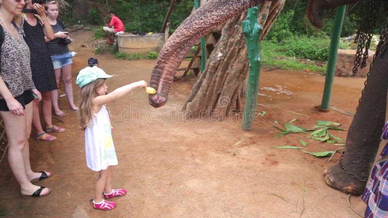 SIGIRIYA, ШРИ-ЛАНКА - ФЕВРАЛЬ 2014: Маленькая девочка подавая слон в Sigiriya Выбывают эти старые слонов от деятельности журнала