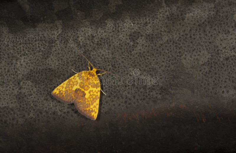 Siglophora Ferreilutea in Family Noctuidae Moth seen at Meghalaya,India