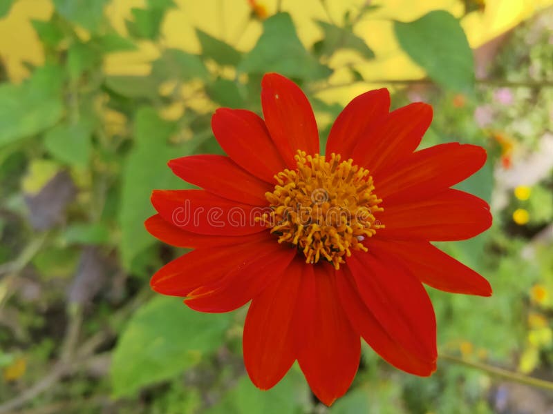 Flower of happiness stock photo. Image of happiness 166070378