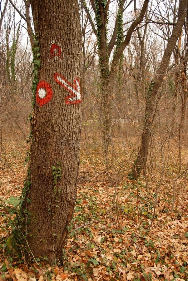 Sign on tree in forest